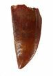 Serrated, Raptor Tooth - Large Size #46990-1